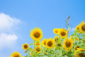 カウンセリングお客様の声