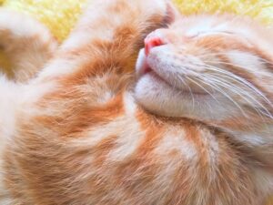 不眠症改善